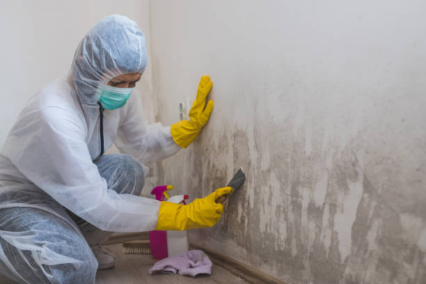 Best Black Mold Removal  in Emeryville, CA